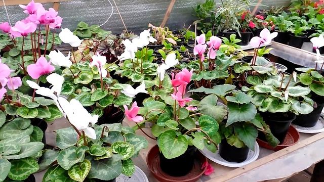 Цветы Август смотреть онлайн