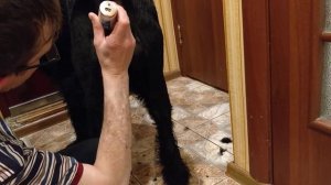 Косметическая стрижка машинкой попы Ризеншнауцера.
