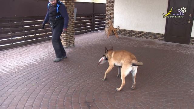 Команда Дай #15, Правильное окончание занятия, дрессировка собак смотреть онлайн