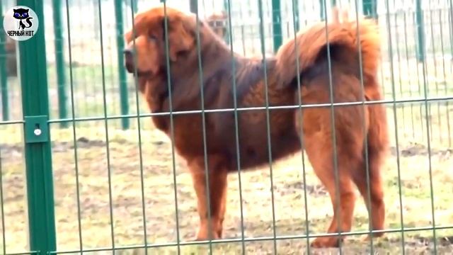 ✔ Тибетский мастив - тяжеловесный пёс, одна из самых дорогих пород в мире смотреть онлайн