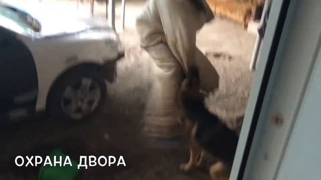 Охрана двора (Немецкая овчарка) смотреть онлайн