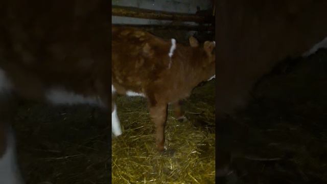 Искуственое осеменение 2 смотреть онлайн