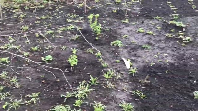 Обход хозяйства / Мускусные утки хотят стать наседками / О яйцекладке Гусей/Сад зеленеет и хорошеет смотреть онлайн