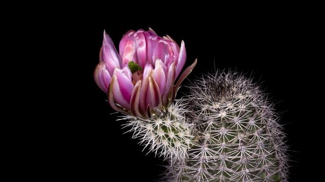 Time Lapse Echinocereus dasyacanthus x fendleri, Mexico, Chihuahua, El Sancho смотреть онлайн