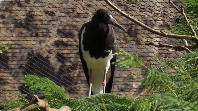 Белобрюхий аист. смотреть онлайн