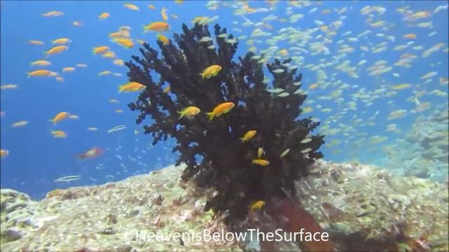 Scuba Diving - Corner Budhoo Thilaa - Baa Atoll - Maldives смотреть онлайн
