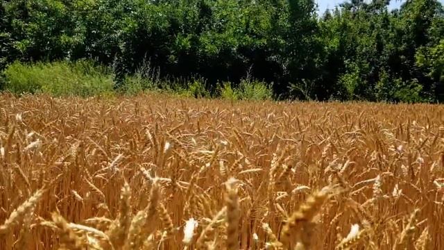 САМВЕЛ АДАМЯН МАТЬ УПАЛА МОRДОЙ В ПОЛ. СТRАШНЫЙ ЗНАК смотреть онлайн