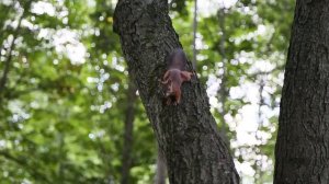 Белка прыгает по деревьям