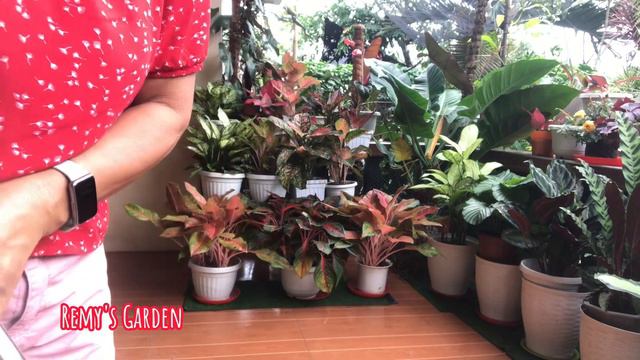SOME OF MY AGLAONEMA AND PHILODENDRON NEW ARRANGEMENT смотреть онлайн