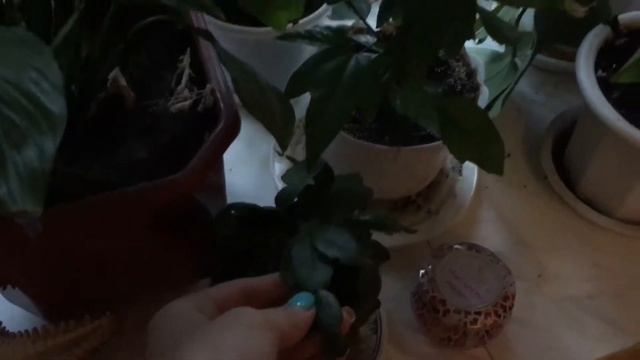 Комнатные растения / Зелёный подоконник / Цветы друзей смотреть онлайн