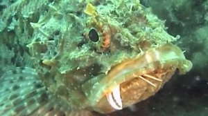 5 САМЫХ ЯДОВИТЫХ РЫБ В МИРЕ