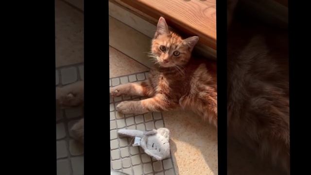 Симбочка ? умер один из популярных котов тик тока смотреть онлайн