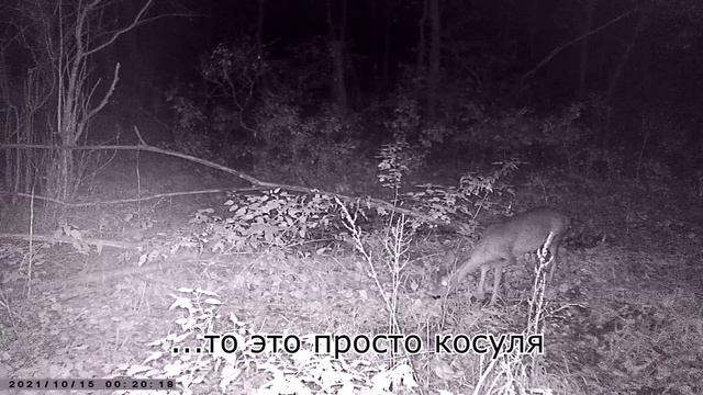 Лосиная тропа