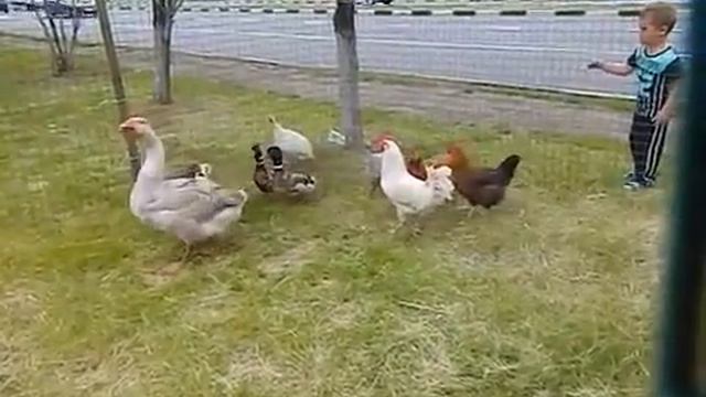 контактный зоопарк +в москве, 8(916)702-11-08 смотреть онлайн