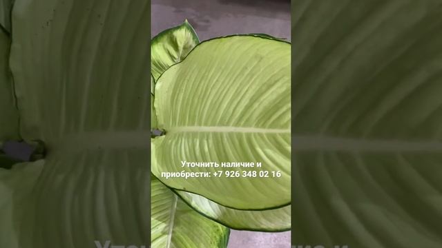 Диффенбахия Тропик Марианна 21/80 смотреть онлайн