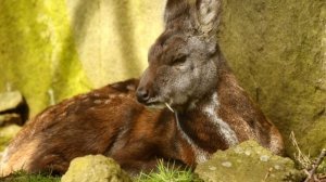 Кабарга - интересные факты