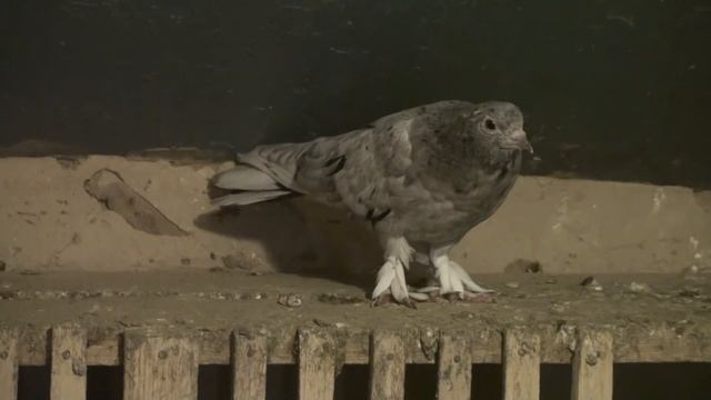 Мраморные голуби Донбасса. смотреть онлайн