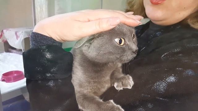 Сиротка из посёлка Сиротино, почти британочка ищет дом и доброго хозяина! смотреть онлайн