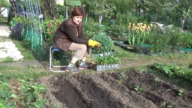 Рассаду баклажан и сладкого перца - в грунт смотреть онлайн