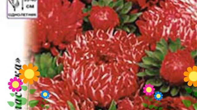 Астра китайская Ribbon Red (Риббон Ред). Краткий обзор, описание характеристик, где купить семена