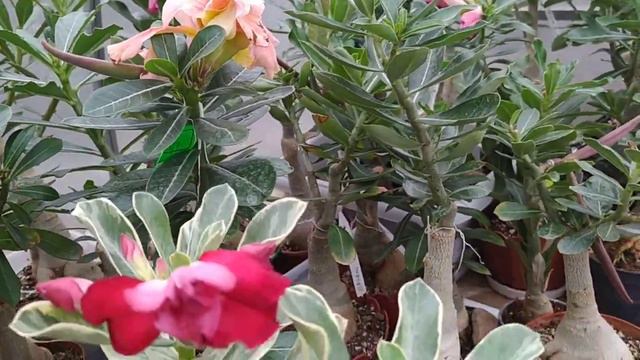 Адениумы. Ранняя осень 23 сентября 2021. Переезжаем из теплицы в дом. смотреть онлайн