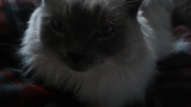 Blue point ragdoll смотреть онлайн