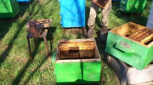 Уход за пчелами с наступлением весны (Начинающий пчеловод)