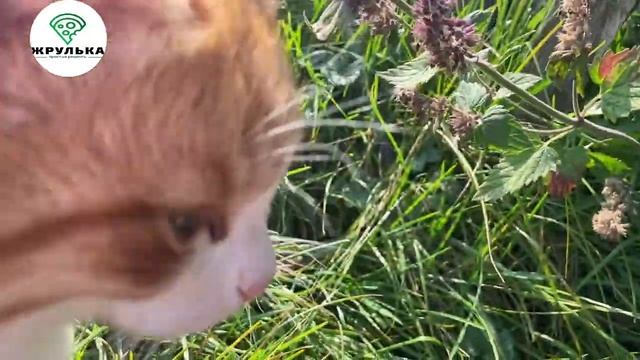 Чай из самовара / Russian Traditional Tea From A Samovar/ 从茶炊俄罗斯传统茶
