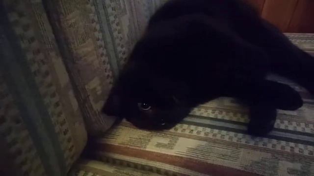 Felix's Funky Groovy Cat Jam 1 смотреть онлайн