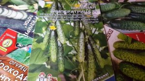 Супер огурец салатного типа ШАЛЬНАЯ ИМПЕРАТРИЦА #7#