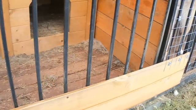 Лайки кушают днём/Вкусняшки вечером/