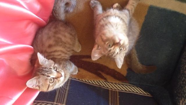 Загипнотизированные шотландские котята. Очень смешное видео! смотреть онлайн