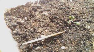 Результат эксперимента посева семян из замороженной клубники.