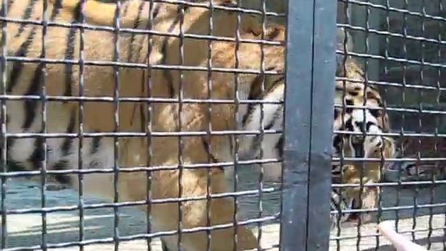 Ялтинский зоопарк: кормление тигров смотреть онлайн