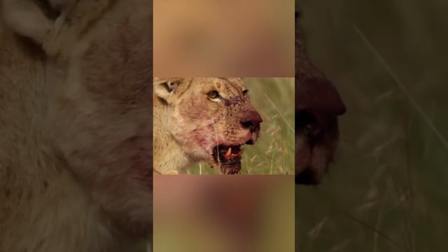 Древний способ охоты смотреть онлайн