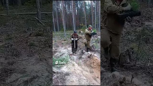 Посадка сеянцев Сосны Обыкновенной с ЗКС (Закрытой Корневой Системой) трубой Леспромресурс смотреть онлайн