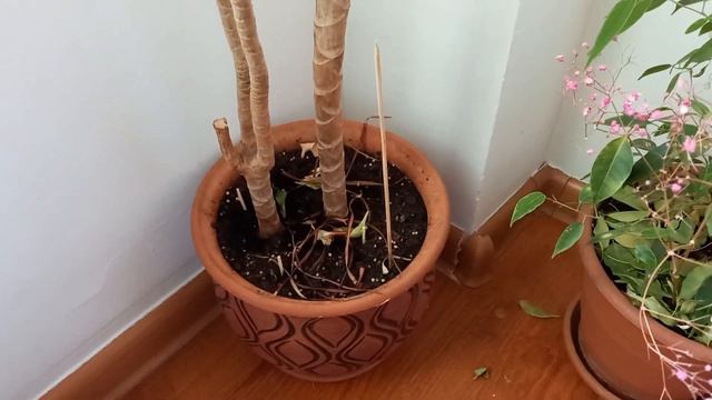 Как избавиться от черных мошек в горшках с комнатными растениями смотреть онлайн