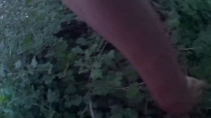 Бесшипный крыжовник Командор или Сенатор. Выращивание фиолетового крыжовник в Челябинске