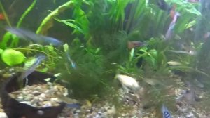 Необычные болезни аквариумных рыбок. Гуппи