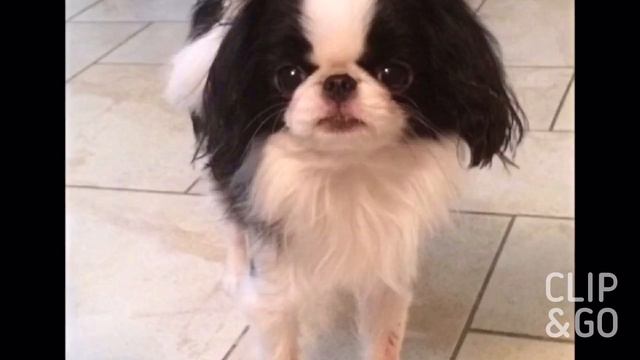 Благодарность за 20 подписчиков./Lera Nikitina. смотреть онлайн