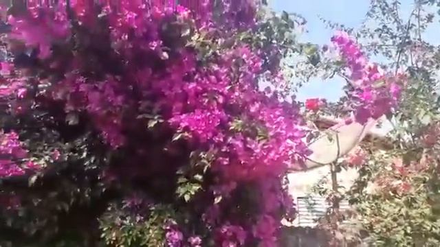 Jardim Com Bougainvillea -Nivaldo Furtado De Oliveira - Tiros MG