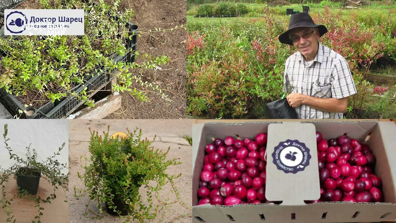 За 20 минут научим выращивать клюкву в саду.Как вырастить супер полезную ягоду. смотреть онлайн