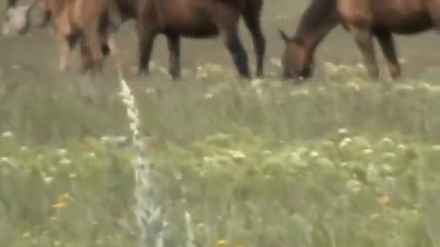 Степь, лошади смотреть онлайн