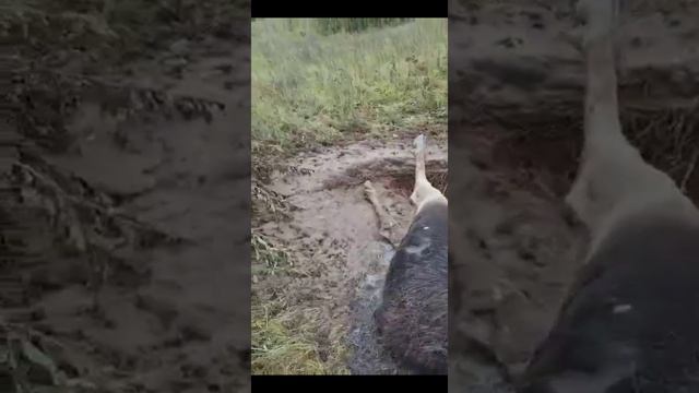 Вот, что бывает во время гона лосей смотреть онлайн