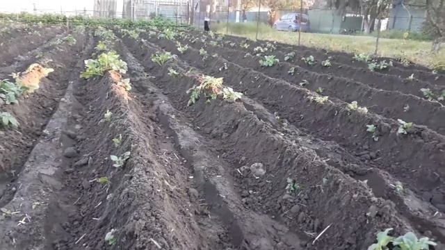 Культиватор он же самодельный окучиватель, - сделай своими руками! смотреть онлайн