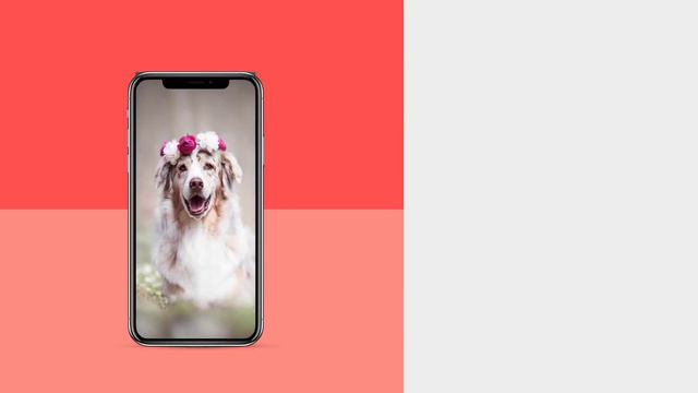 Dogs Wallpaper 4K смотреть онлайн