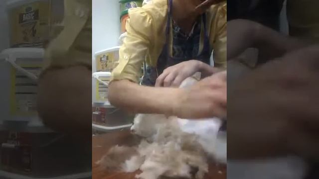 Стрижка кота смотреть онлайн