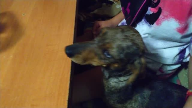 Что происходит когда много такс! смотреть онлайн