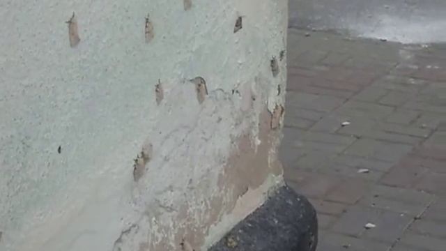 Непарный шелкопряд в Ишиме-2013 смотреть онлайн