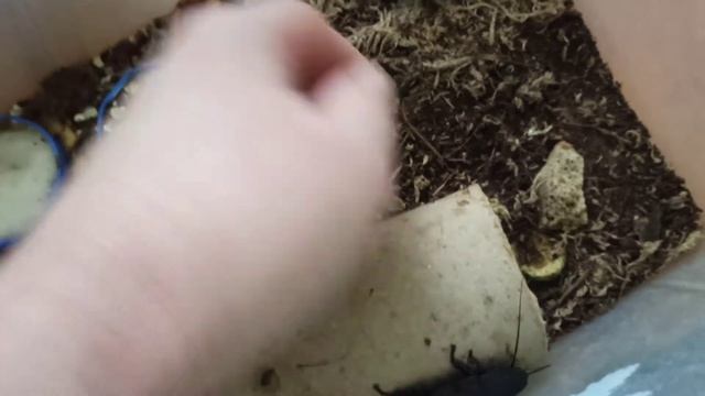 Мои любимые девчонки мадагаскарского таракана. смотреть онлайн